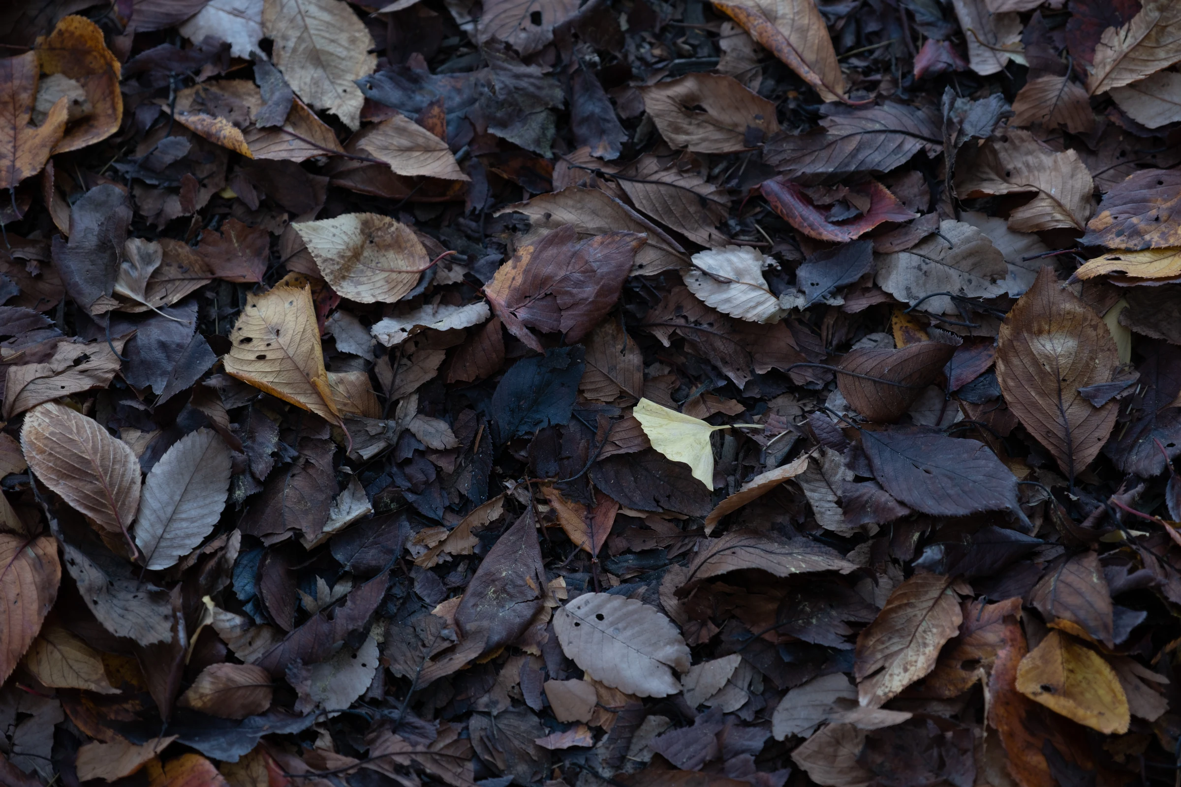 DSCF0064
