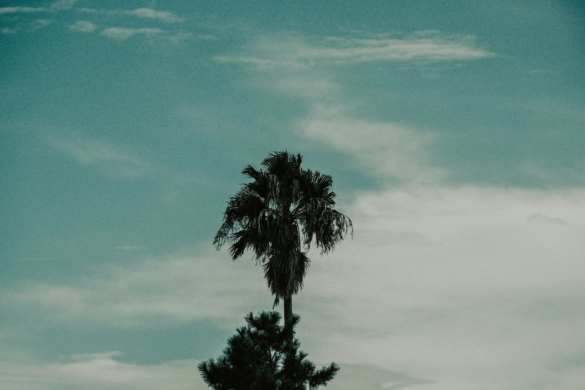 DSCF2977